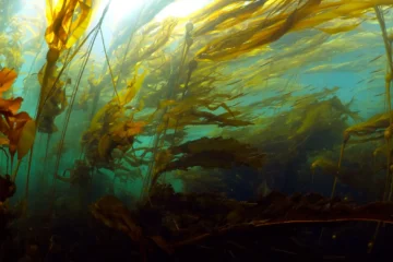 Send Kelp! – The Rise and Shine World Sales UG