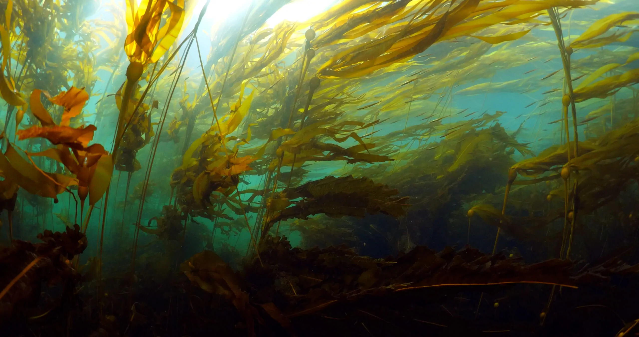 Send Kelp! – The Rise and Shine World Sales UG