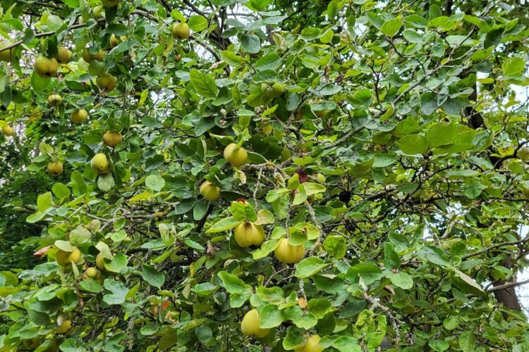 Je früher der Sommer – Obstbau im Klimawandel