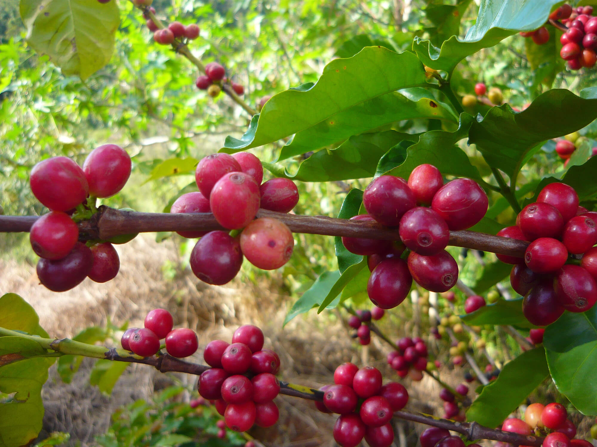 Reife Kaffeekirschen